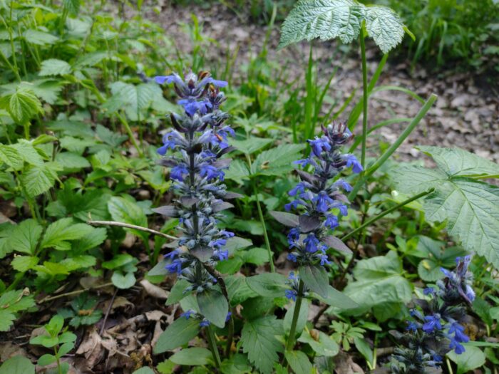 dąbrówka-rozłogowa