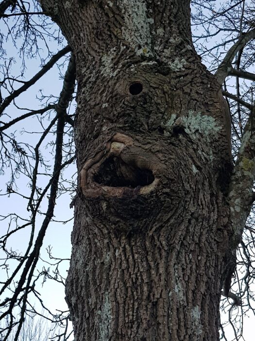 sylvanus-inwentaryzacje-przyrodnicze-nadzor-przyrodniczy05