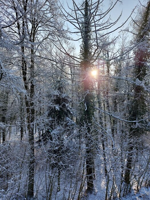 sylvanus-inwentaryzacje-przyrodnicze-nadzor-przyrodniczy09