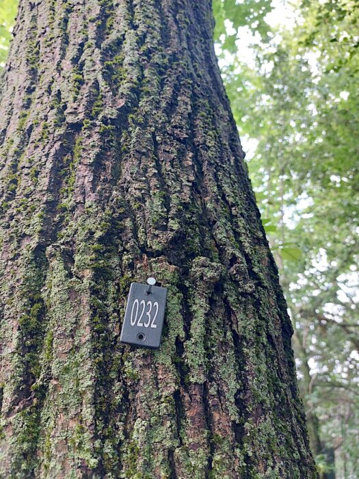 sylvanus-inwentaryzacje-przyrodnicze-nadzor-przyrodniczy21