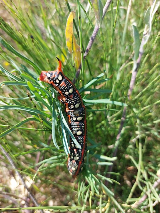 sylvanus-inwentaryzacje-przyrodnicze-nadzor-przyrodniczy47