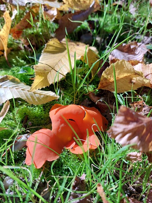 sylvanus-inwentaryzacje-przyrodnicze-nadzor-przyrodniczy50