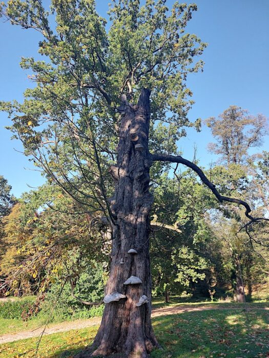 sylvanus-inwentaryzacje-przyrodnicze-nadzor-przyrodniczy51