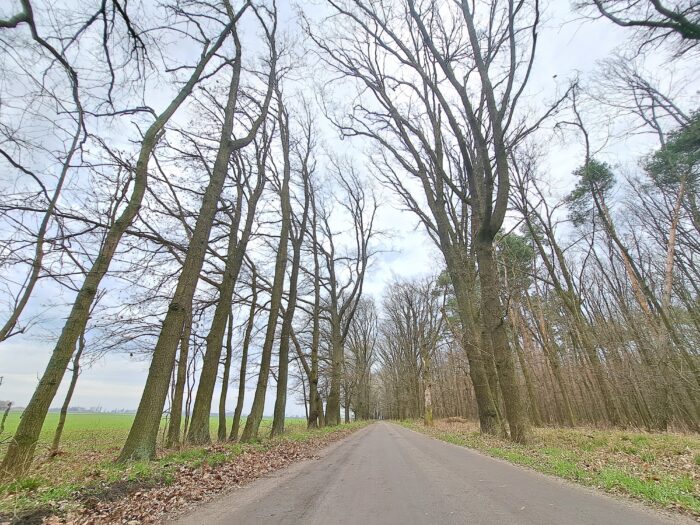 inwentaryzacja-drzew