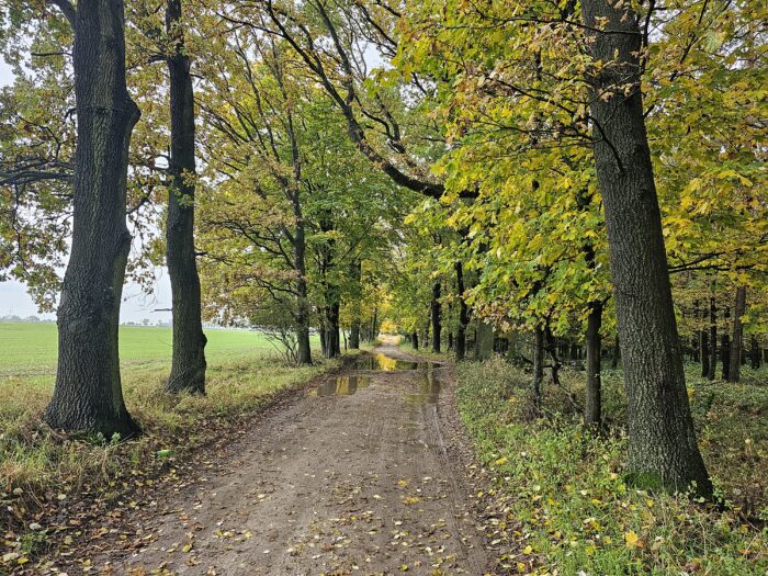 inwentaryzacja-drzew