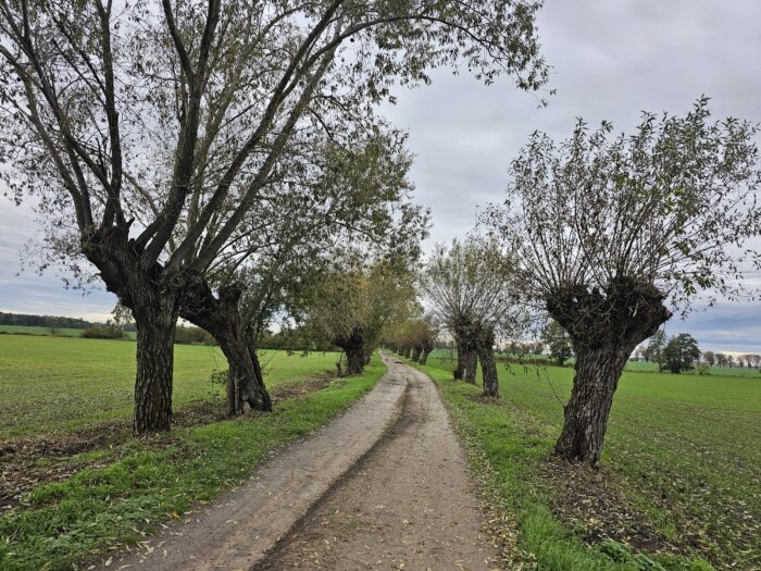 inwentaryzacja-drzew