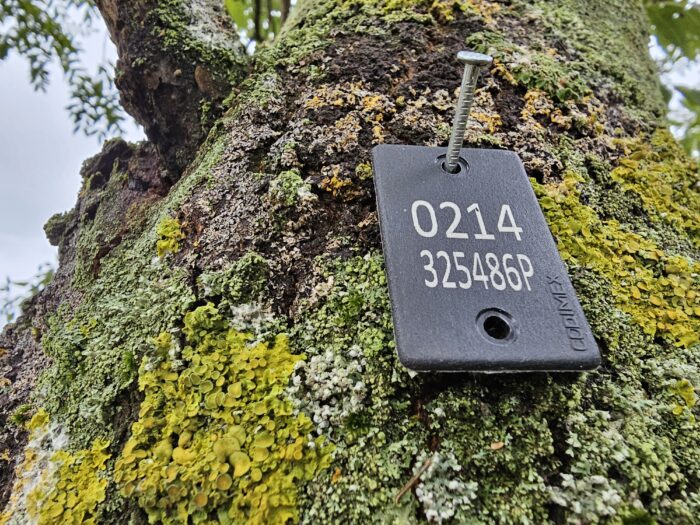 inwentaryzacja-drzew