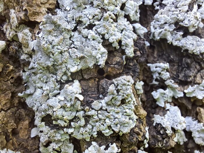 inwentaryzacja-przyrodnicza