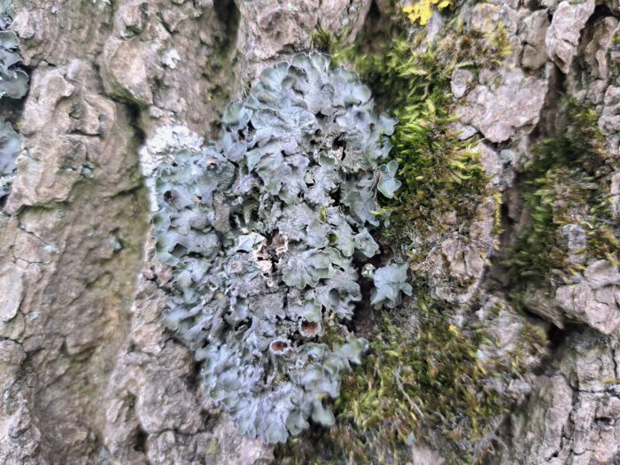 inwentaryzacja-przyrodnicza