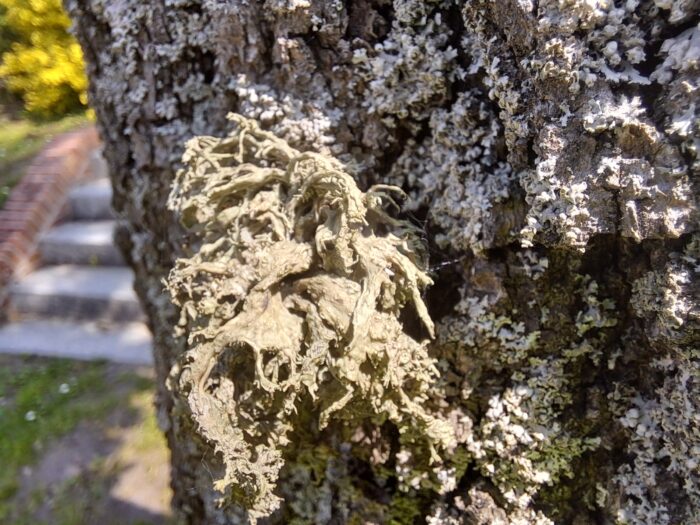 inwentaryzacja-przyrodnicza