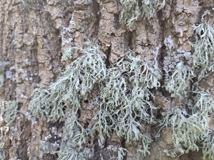 inwentaryzacja-przyrodnicza