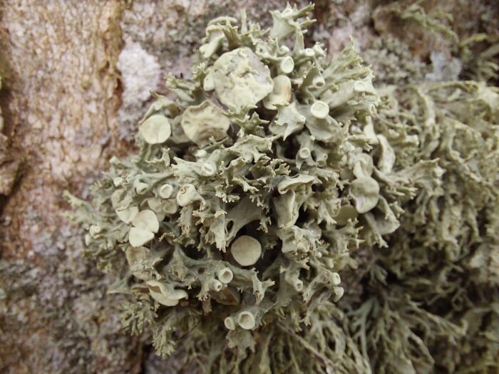 inwentaryzacja-przyrodnicza