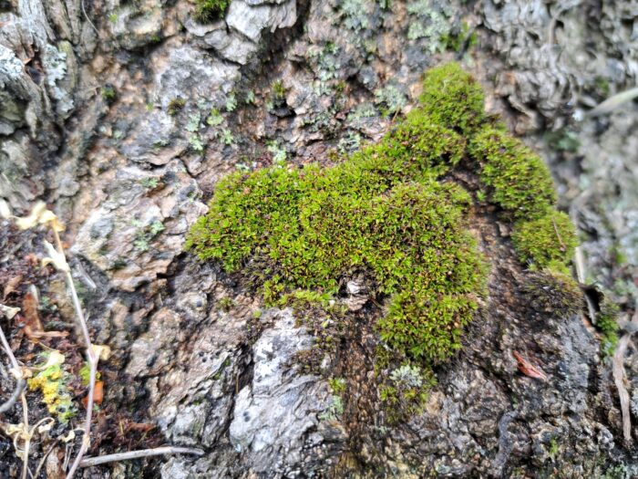 inwentaryzacja-przyrodnicza